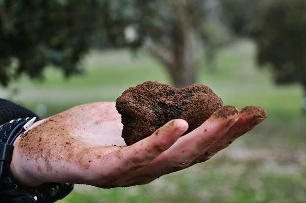 Private Truffle Hunting - image 1