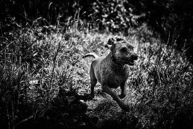 Night Truffle Hunting - image 3