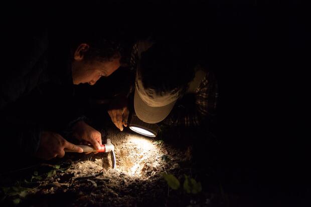 Night Truffle Hunting - image 5