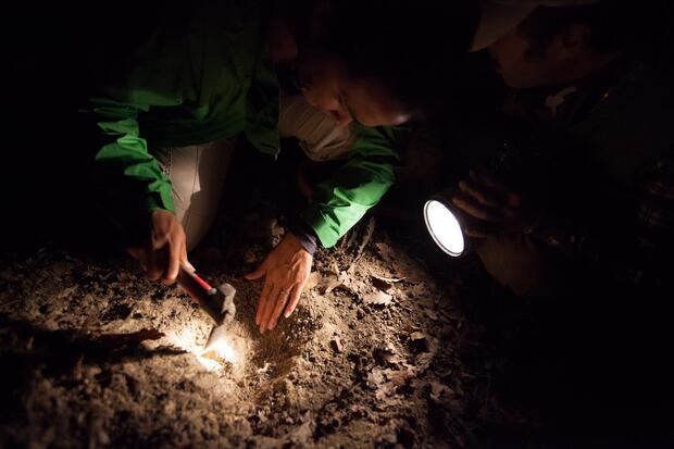 Night Truffle Hunting - image 6